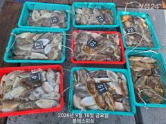 갑오징어 오늘 최고 76수, 전원 두 자리수 조과! 월요일 쭈꾸미 자리많아요~ 화요일부터 다시 갑오징어! 사진