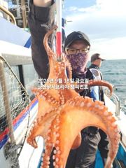 18일, 군산문어,문어,문어.......덩치급 문어들, 마릿수 굿~좋아요~망탱이 굿굿~군산낚시프라자 챔피언호 사진