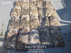 햐~군산주꾸미 대망탱이 구경하기~제대로 나오고 있어요~군산낙시프라자 포세이돈 2호 사진
