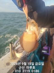 9월 18일 군산 마루호 쭈꾸미 실시간조항 ~☆ 사진
