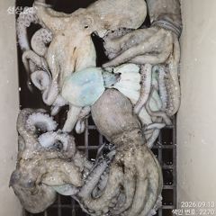 오늘 굵고 묵직한 야간~돌문어 마리수 잡으러 출조 갑니다@ 오늘,일요일~예약가능 사진