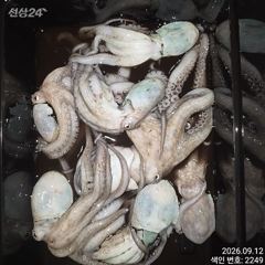 [진해] 오늘 묵직하게 올라오는 야간~돌문어 잡으러 출조 갑니다@ 오늘,… 사진
