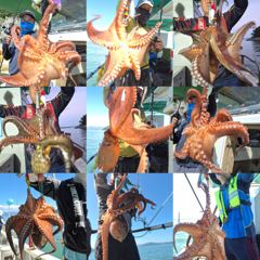 [진해] 추석용문어 kkk급 마리수 씨알도 굿굿!! (종일반//예약가능…