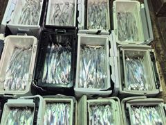 18일,내만갈치,씨알 커지고 마릿수 엄청납니다.오늘출항(금,일~예약가능) 사진