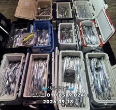 [진해] (풍산)내만갈치 폭풍 입질! 느나느나 피딩 !(오늘,예약가능합니… 사진