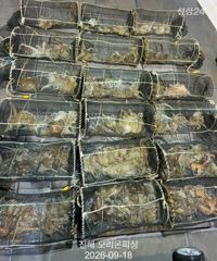 [진해] 야간문어!피딩도 오고 엄청나게 올라왔습니다.~월요일예약가능. 사진