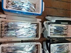 [진해] 내만갈치 3지도 찐손맛최고 오늘출항 금,토,일,월,화,수,추석연… 사진