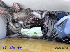 [고흥,녹동] 녹동 푸른바다호 9월 18일 문어 조항 알려 드립니다. 사진