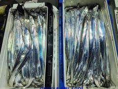 내만갈치~3지3지반까지!마릿수폭발!엄청잡아(일요일예약가능) 사진