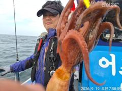 19일, 군산문어, .덩치급 문어들 제대로 나옵니다......, 실시간~군산낚시프라자 임마누엘호 사진