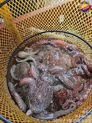 문어 싸이즈도 좋고 마릿수도 잘 나옵니다 실시간 사진