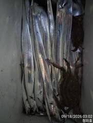 내만갈치 >> 70수,50수 오늘 출조합니다@@ 사진