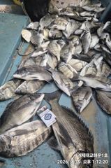 [거제] 감성돔 정신없이 퍼 담고 왔습니다~~(내일예약) 사진