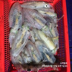 [거제] (무늬오징어)가조도권 팁런 마릿수 집중공략 스마일호(오늘 예약) 사진