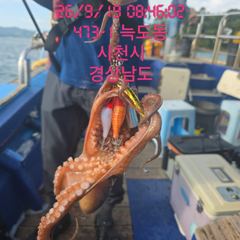 [고성] 사량도돌문어 장원 20수이상마리수국 내일 자리여유 많습니다 선비… 사진