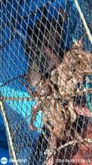 문어 마릿수굿 크기도 굿