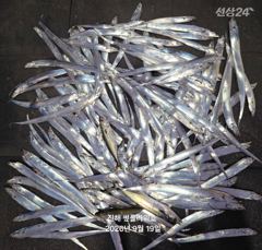 [진해] 19일,입항<내만갈치>던졌다하면 물어!바쁘다바빠~일,월,화~예약… 사진