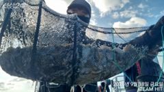 - 쭈꾸미 HIT - 계속되는 쭈꾸미 대박조황 ^^