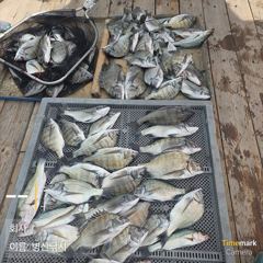[고성] 병산 감성돔44,35,3짜외 마리수 선상및 선외기 흘림조황~…