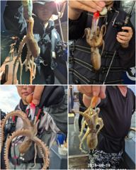 ■9/19 군산 "쭈꾸미"■ Good 싸이즈~! Good 조황~!!!