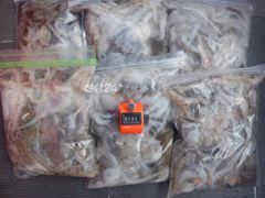 [여수,광양] 19일 최저가대왕쭈 초대박 왕쭈장원122수..눈꾸미는사절 계속출… 사진