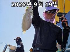 26년 9월 19일!! 인천 썬스타호!! 쭈꾸미 대첩 19일차 조황입니다~^.^ 사진