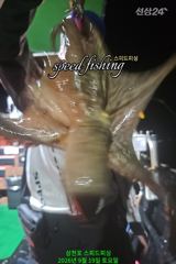 [사천] 19일 야간 문어 실시간 조황 (선수 모집) 사진