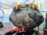 굵은쭈꾸미 종일 느나느나!! 400수 오바~~~~