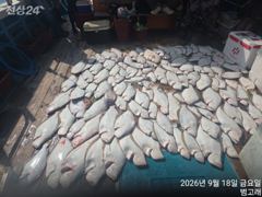 9월18일,"대광어"날마다 ~연일 초대박 조황, 참돔은 보너스~~내일도 갑니다~ 군산낚시프라자 범고래호 사진
