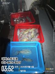 욕지권무늬 긴급자리여유~~ 사진