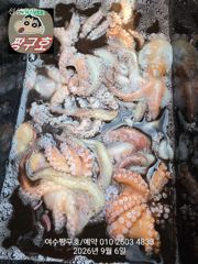여수 짱구호 9월6일(일) 문어 대박조황