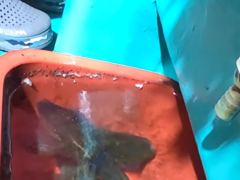 [거제블루]거제권 팁런 무늬오징어 긴급번출 조황입니다 오늘도 번출 동참하실분 모집 사진