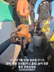 [통영] 통영 금정호 오전문어 마릿수 좋게 시작합니다 내일오전 자리있습니… 사진