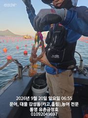 통영 금정호 오전문어 마릿수 좋게 시작합니다 내일오전 자리있습니다 사진