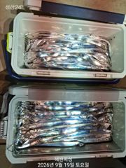 [진해] (내만갈치)20일새벽 3지 3지반 제법잡았습니다 예약가능해요 사진
