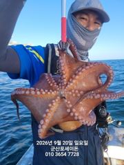 20일 주간문어~연일 대박 오늘도 잘 나오고 있어요~~~덩치급 문어들~실시간~ 군산낚시프라자 포세이돈호 사진