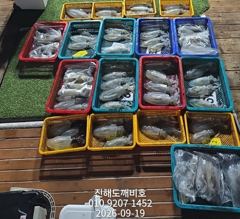 팁런무늬오징어 오늘 자리여유많습니다 사진