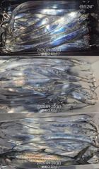 "내만갈치"마릿수 엄청납니다.밤새 퍼담고~오늘도 퍼담으러갑니다(예약가능) 사진