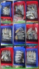 [군산] 9월20일,"대광어"출조만 하면 대박~오늘도 조황전선 이상무~!! 실시간~참돔,우럭등~내일도 갑니다~ 군산낚시프라자 범고래호 사진