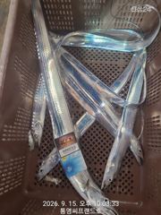 [통영] 먼바다 기상악화로 강제휴항중...수요일부터 정상출조 합니다..요…