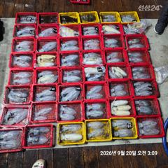 [통영] 레코드호9/19 팁런무늬오징어 세자리수 넘기고 왔어요 사진