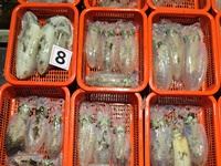 [진해] 무늬오징어] 32수 24수 21 등등 총 155수 마리수 끝내… 사진