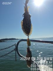 군산쭈꾸미, 갑오징어와 함께 나오고 있어요~오전반 굿~군산낚시프라자 월명호 사진
