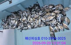 [고성] 해신피싱호 감성돔 3짜 250수 이상 조황입니다. 사진