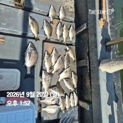 [마산] 돔앤돔호 토.일 조황입니다.39이하 사진