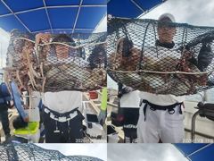 [진해] 문어,160수,개인,25수,23수,22수,21수,20수,등,완전…