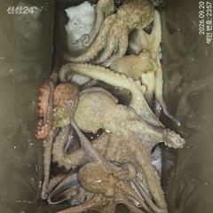 [진해] 19일 계속해서 대~박치고 잡고온 야간~돌문어 마리수 잡으러 출… 사진