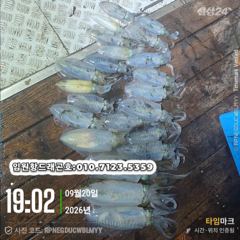 임원항드래곤호 무늬오징어 조황입니다