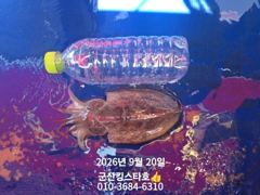 내일(9/21쭈~"급"1자리여유발생■군산킹스타호(9/20)■쭈꾸미 굿~마무리소식 사진