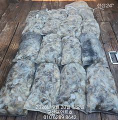 2026.9.20 [군산 포인트호] 쭈꾸미쭈꾸미~~ 사진